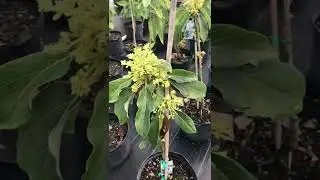 Catalina avocado trees in 7 gallon pots. 2/18/22