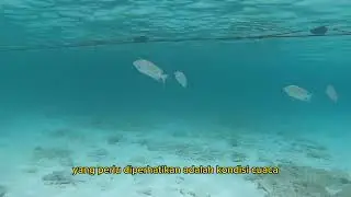 Mancing ikan Baronang di Waktu ini auto Panen!!!
