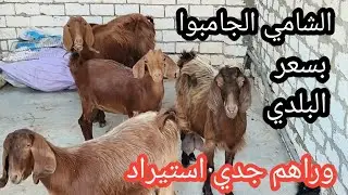 مش ممكن الشامي الجامبوا بسعر البلدي لأ وكمان وراهم جدي بور استيراد بلغاري لا يفوتك العرض وفيهم عشر