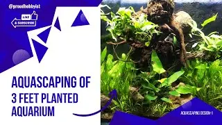 Planted Aquarium | Aquascaping Design Ideas