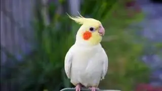 Piku Ki Full Masti 😜 | Cage Se Escape, Plants Par Jump, Naya Ghar & Chashma Tod Diya 😂