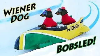 Ep 25: Wiener Dogs Train for BOBSLED Competition!
