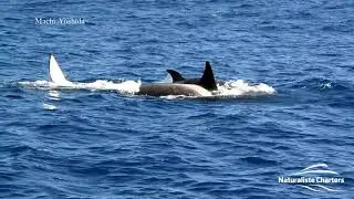 Bremer Bay Killer whale expeditions (2019 highlights)