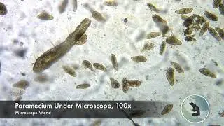 Paramecium under Microscope