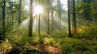 Sarah Frances Jenkins - Shivelight for Clarinet and Piano
