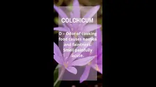 COLCHICUM : Homoeopathy Mnemonics