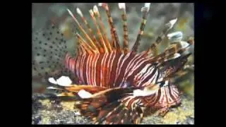 Tropical Fish Wholesale Supplier - Do You Need a Tropical Fish Wholesale Supplier?