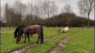 Beautiful horse power/ Horse videos 