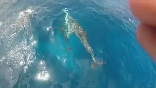 Hawaii Reisen  Dolphin spirit - Eva Petschen - SeelenReading - Freude im Zusammensein