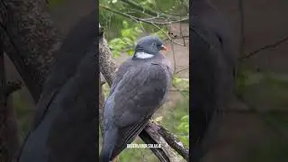 🔊 #paloma #torcaz #pombo #palombe #pigeon #ramier #wood #common #ringelatube #colombaccio #shorts