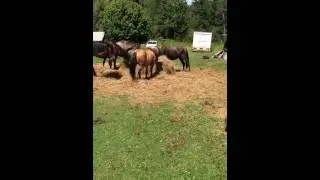 Endangered Lac La Croix Ponies
