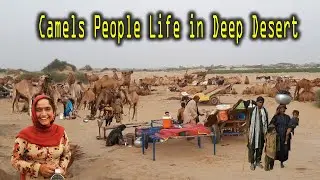 Camels People Lifestyle in Deep Desert || Desert women life || Desert Life || Camels in Cholistan