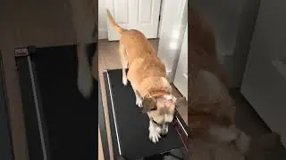 Scottsdale dog training teaches wrangler (mixed breed) how to walk / run on the treadmill
