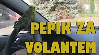 PEPIK ZA VOLANTEM (By Marley)