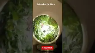 AI Technology Robot Part 136 | Rotofarm | A Beautiful NASA-Inspired Indoor Garden