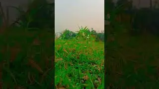 #Beautyful village@ nice gramin video##viral #reels #shortvideoviral