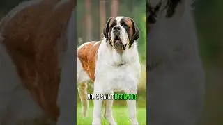 Top 3 Biggest Dog Breeds | Giants of the Canine Kingdom #dogs #dogbreeds #bigdogs #dogshorts #2023
