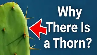 Why Do Plants Grow Thorns? (The Real Reason Will Shock You!)
