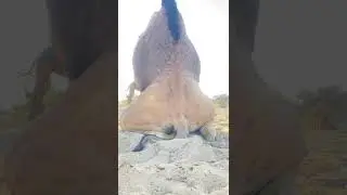 Camel fast 🤣 fighting 🤣 sounds style 🤣#shorts