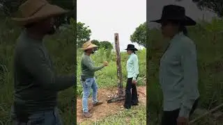 Lagartixa não gosta de ser cobrado ￼
