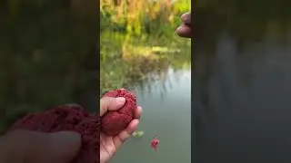 Red special bait is most effective for double carp fishing.Never miss the double hit.#fishinglife