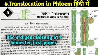 Translocation in Phloem || Phloem Conduction in Hindi || BSc 3rd year Botany 5th Semester 1st Paper