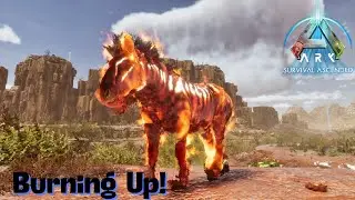 Taming the Burning Embersteed The Most Dangerous Horse Yet?!! Ark Survival Ascended