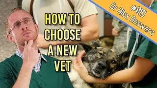 How to Choose a New Veterinarian That's Right For You - Dog + Cat Health Vet Advice