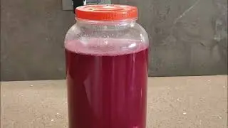 Kanji Drink Recipe at Home | Winter Special Fermented Beetroot & Carrot Kanji