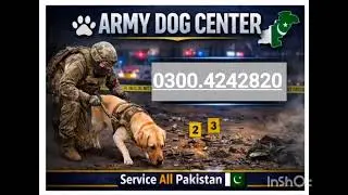 Army Dog Center|Khoji dog center| Army dog center Sargodha Mianwali Khushab jhaurabad Okara Bhakkar 