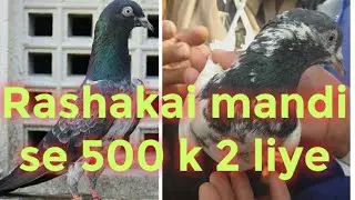 mandi se 2 kabutar  liye 200 ka 300 ka😎||rakshai mandi mardan kpk Pakistan