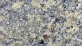 Kiryuzuna - Grano 2. 45x. Seco.
