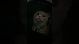 Кот переехал ##cats #popular #animals #подпишись #надеюсьзалетит