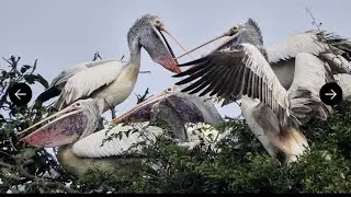 Ranganathittu Bird Sanctuary Day Trip | Discover Karnataka's Bird Paradise  #wildcatch #mysore