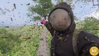 STOP Climbing Trees for Wild Honey Until You Watch This VTPCgdDemoI part2