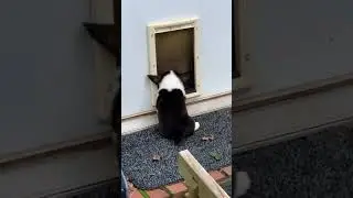 My 9 week old corgi puppy just figured out how to use the dog door #all Topper# black corgi1