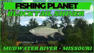 Blacktail Shiner - Mudwater River - Missouri - Fishing Planet