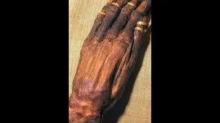 Mummified hand of Yuya. Grandfather
