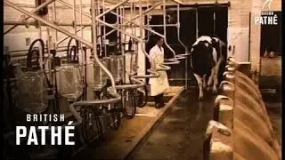 Cows (1970-1979)