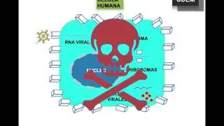HISTORIA NATURAL DE LA INFECCI&Oacute;N POR COVID-19/explicaci&oacute;n sencilla