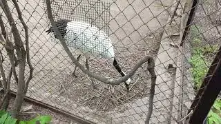 Video with different animals in the zoo
