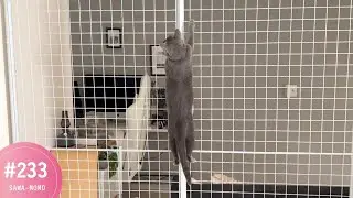 ついに金網を登られました
