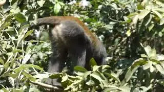 Upclose with Sykes monkey