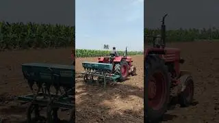 Blackgram Sowing - Mahindra Tractor - 09/09/2025 #agriculture #blackgram #farming #tractor #shorts