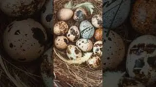 Bird Box Baby Update from Frey Vineyards #nationalbirdday #babybirds #birdboxes #birdslover #birds