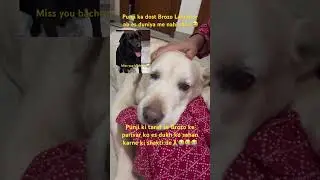Mere dost Jahan bhi rahna khush rahna&hellip;😭🙏#labrador #dogshorts #2025 #song