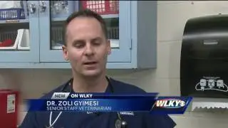 Tiger at Louisville Zoo gets health exam
