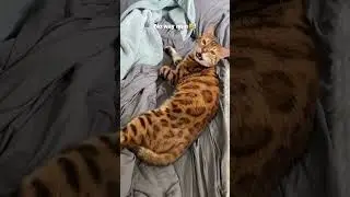 Щипать 🤏 кота, чтобы заставить его мяукать&hellip;😼 (видеоответ)