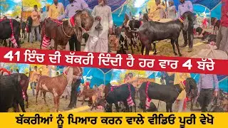 41 ਇੰਚ ਦੀ ਬੱਕਰੀ ਦਿੰਦੀ ਹੈ ਹਰ ਵਾਰ 4 ਬੱਚੇ | Kaleke Bakri Mela #punjab #goats@iltilanadhuri