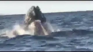 Whale emerges 30 feet from boat off Staten Island coast